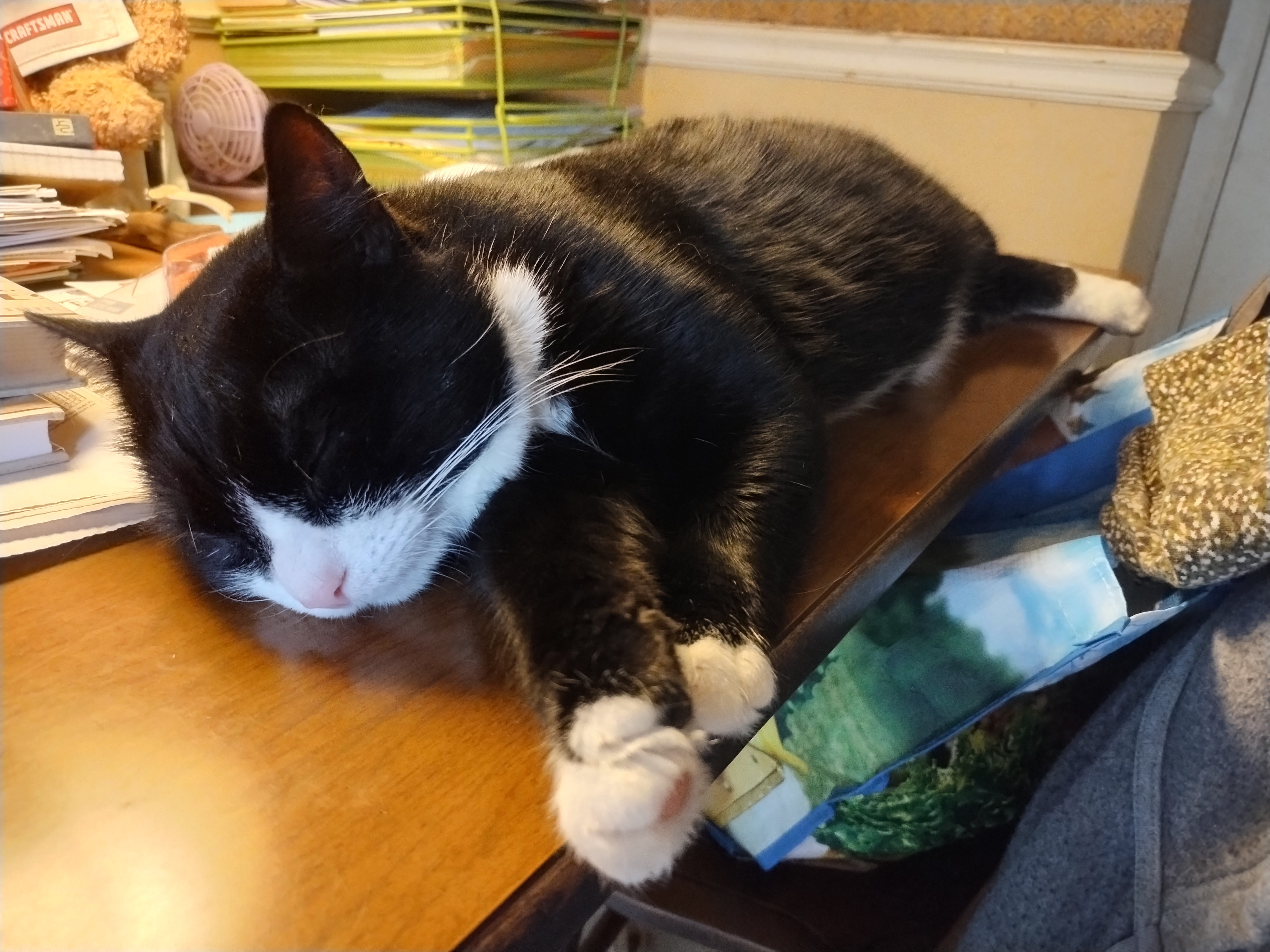 Enlarge Pepsi, an adopted American Shorthair in Rochester, NY image 6/6