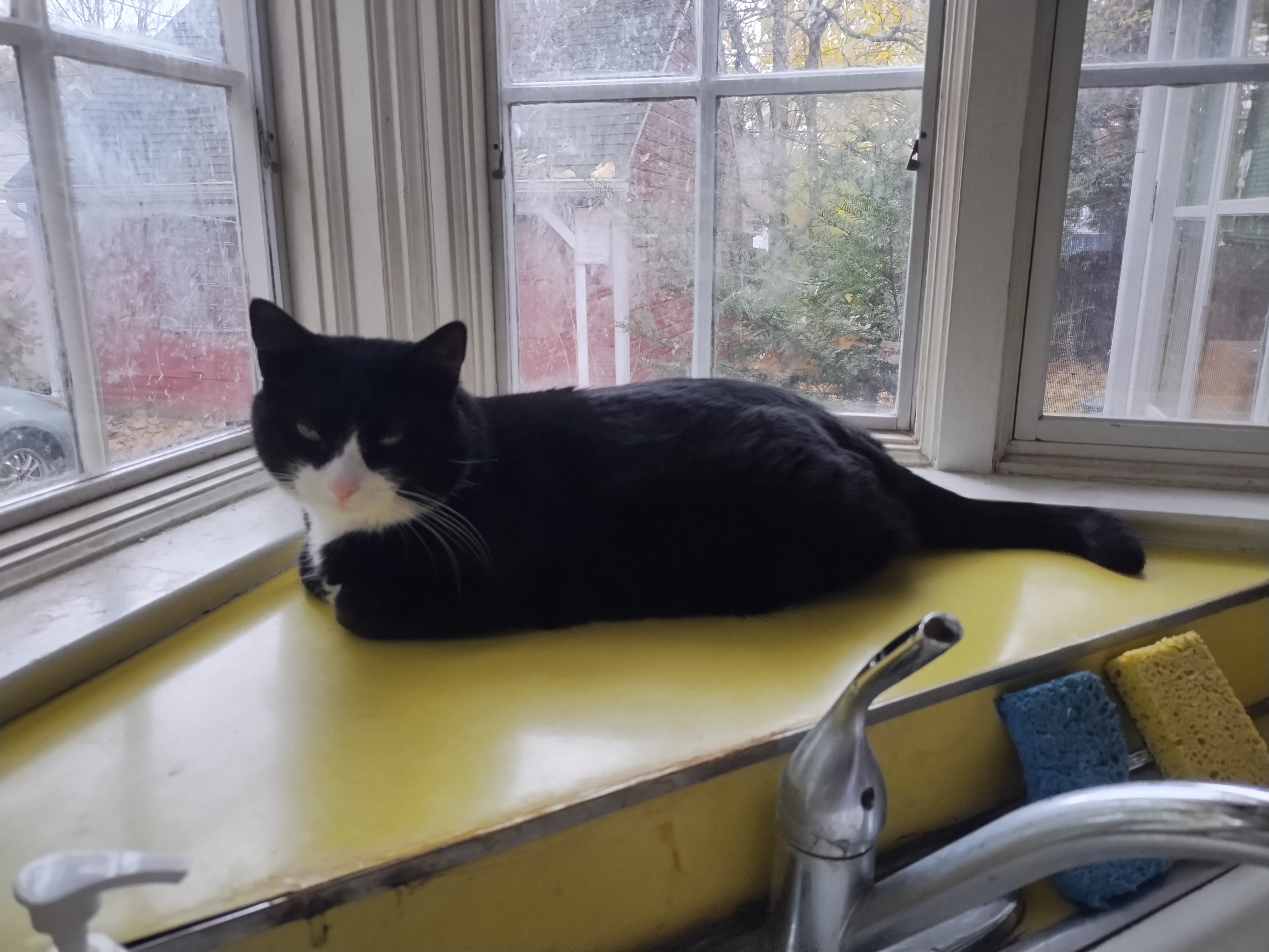 Enlarge Pepsi, an adopted American Shorthair in Rochester, NY image 5/6
