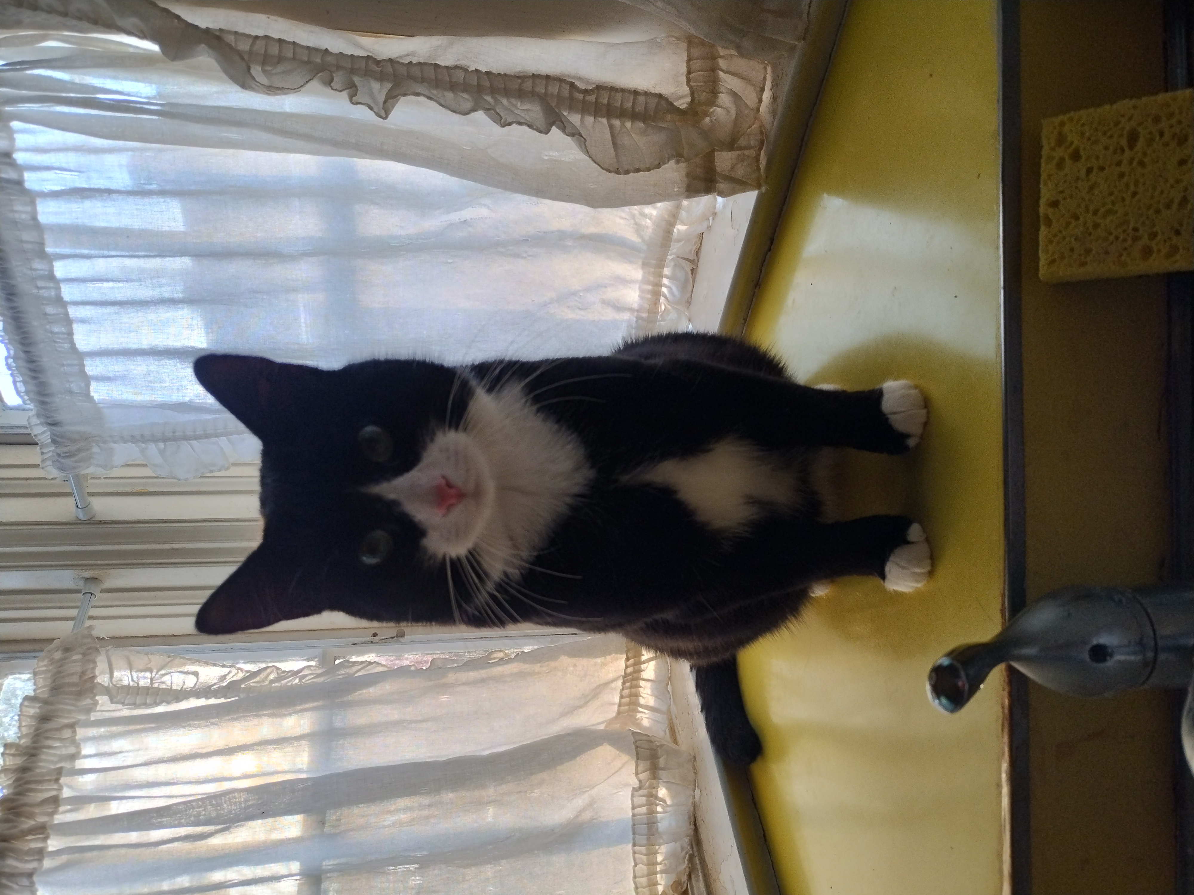 Enlarge Pepsi, an adopted American Shorthair in Rochester, NY image 4/6