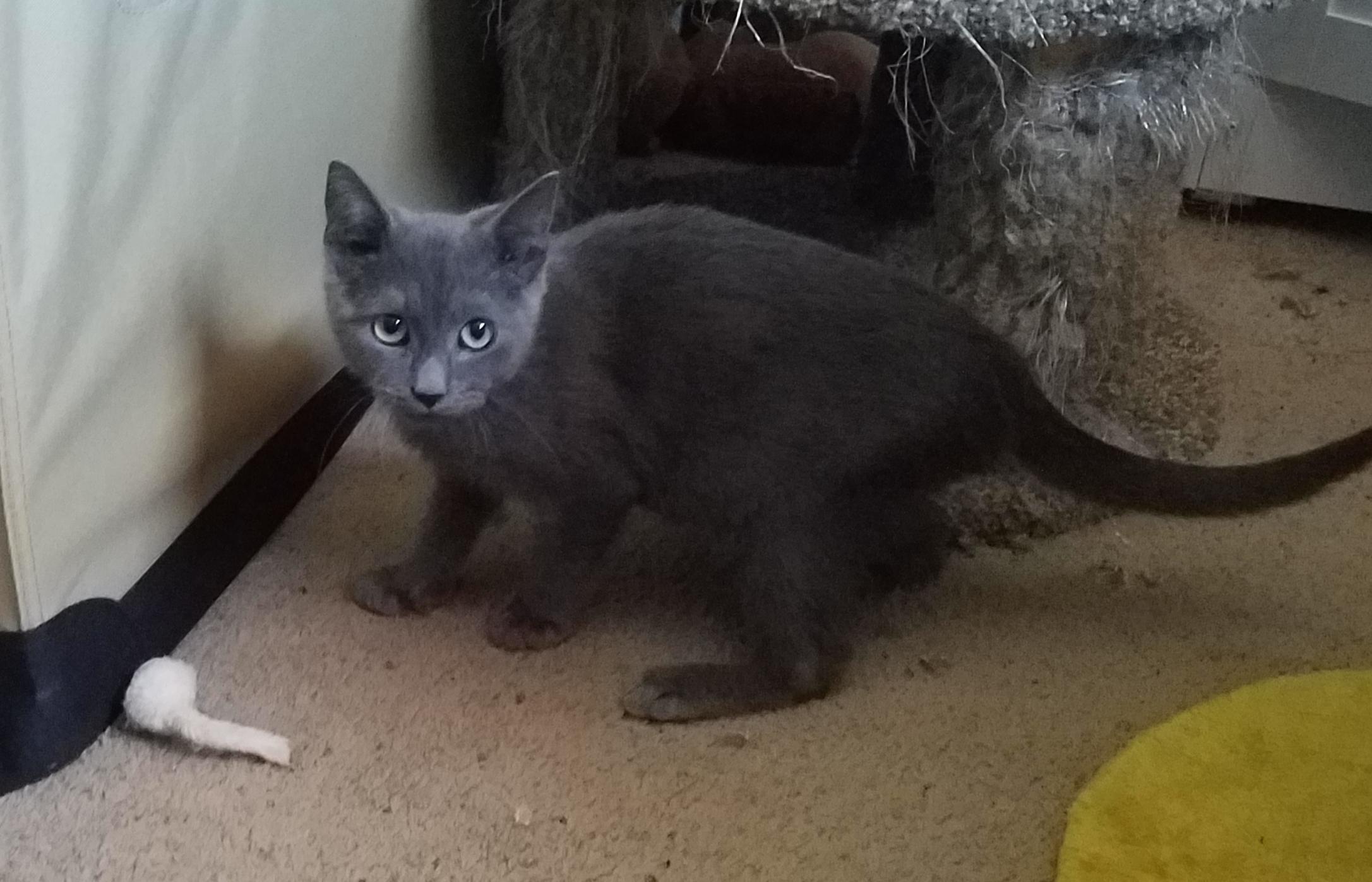 Coal, adopted, Kitten Male Russian Blue & Domestic Short Hair.