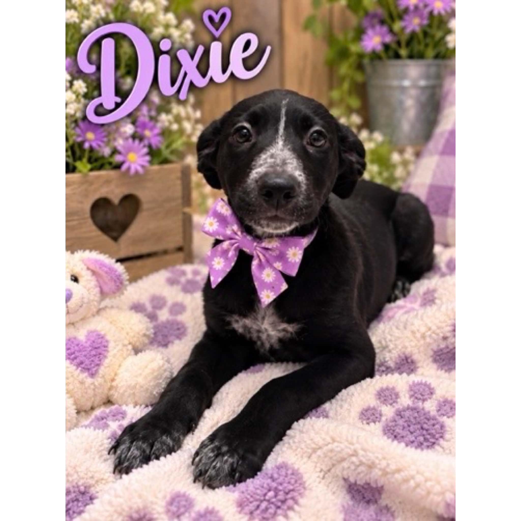 Dixie, Adoptable, Puppy Female Australian Cattle Dog / Blue Heeler & Border Collie.