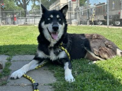 MAYA, Adoptable, Adult Female Siberian Husky.