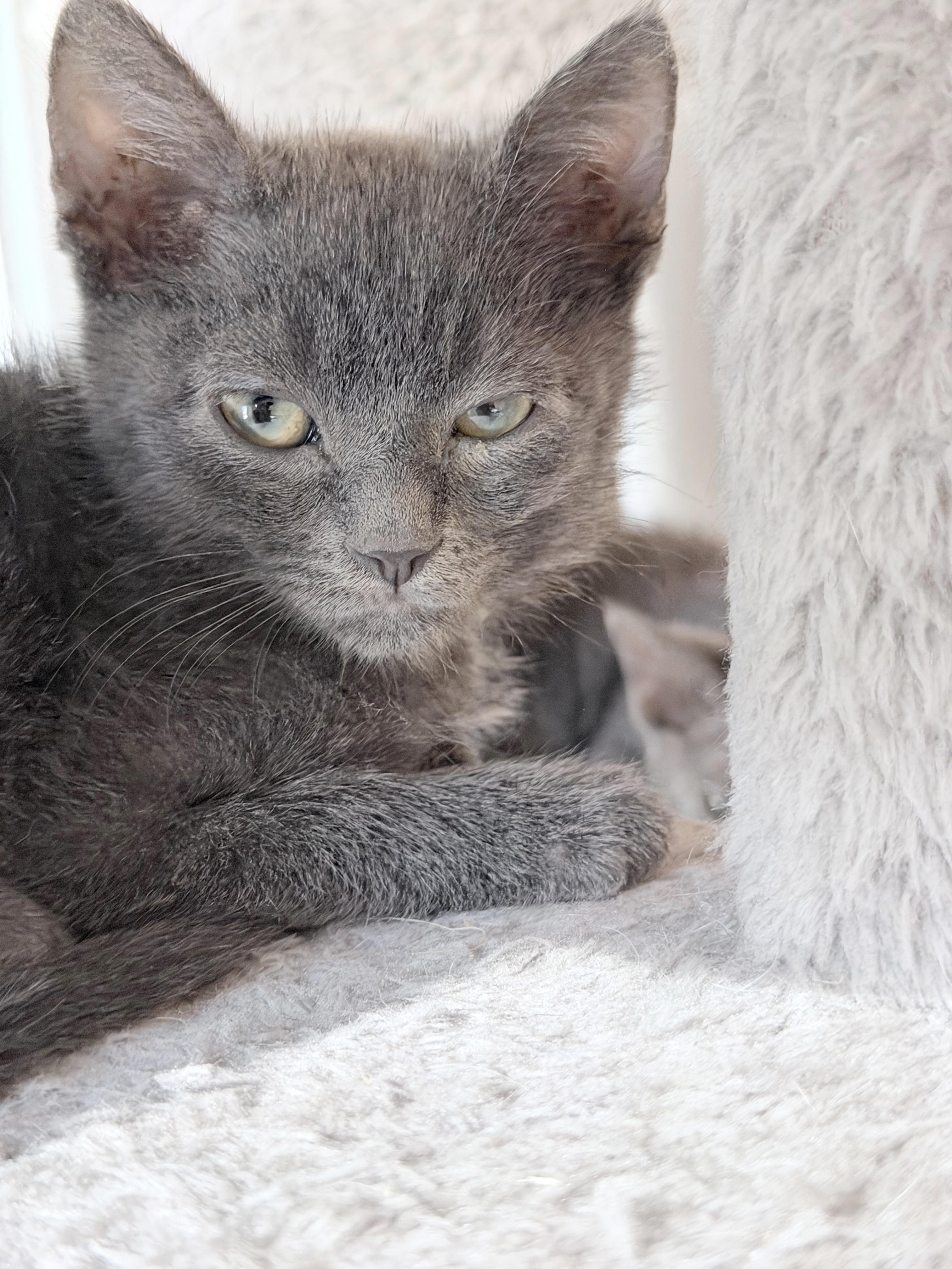 Sissy, a Adoptable mixed breed in Lake Monroe, FL image 1/5