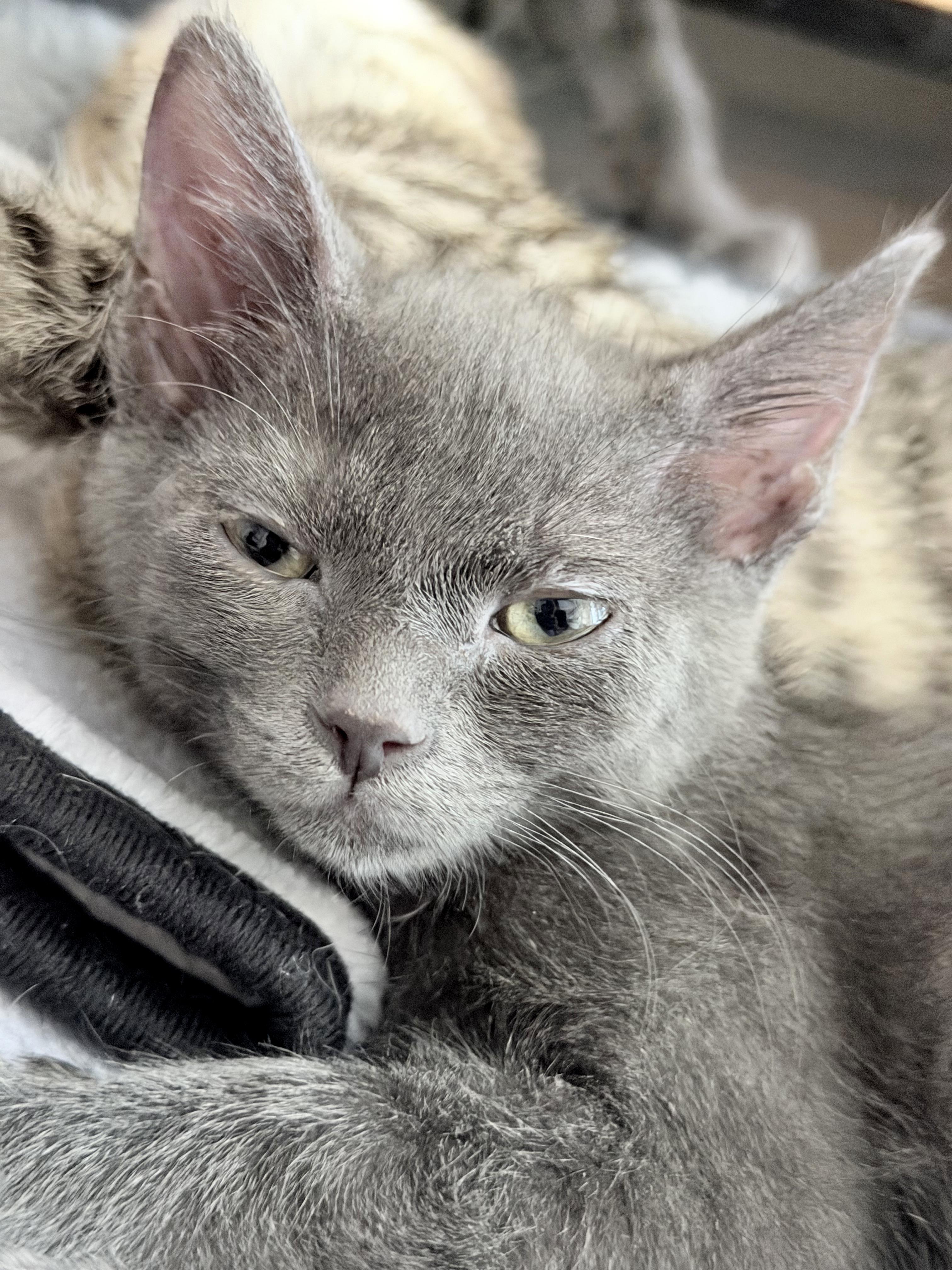 Enlarge Sissy, a Adoptable mixed breed in Lake Monroe, FL image 4/5