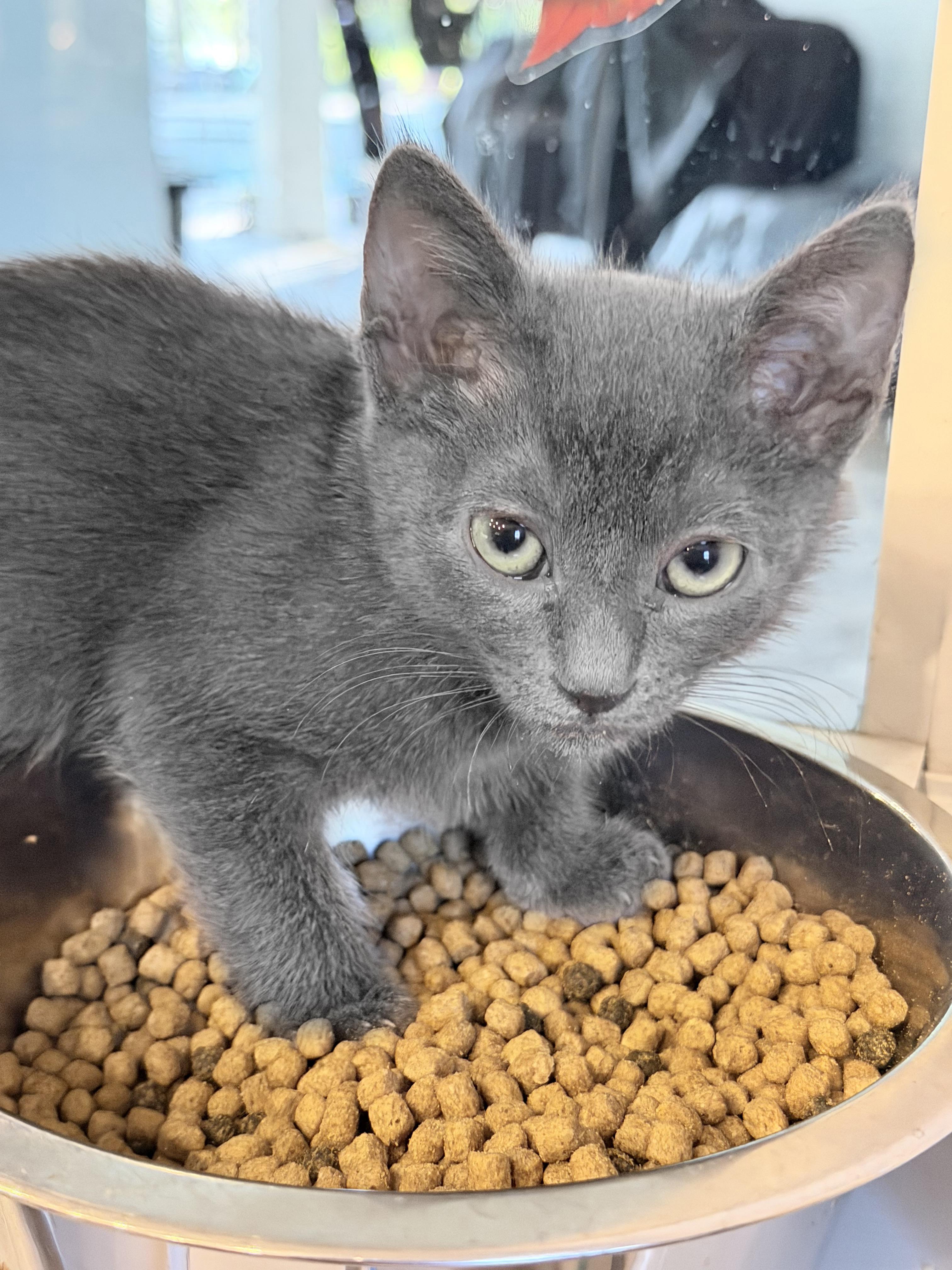 Sissy, Adoptable, Kitten Female Domestic Short Hair.