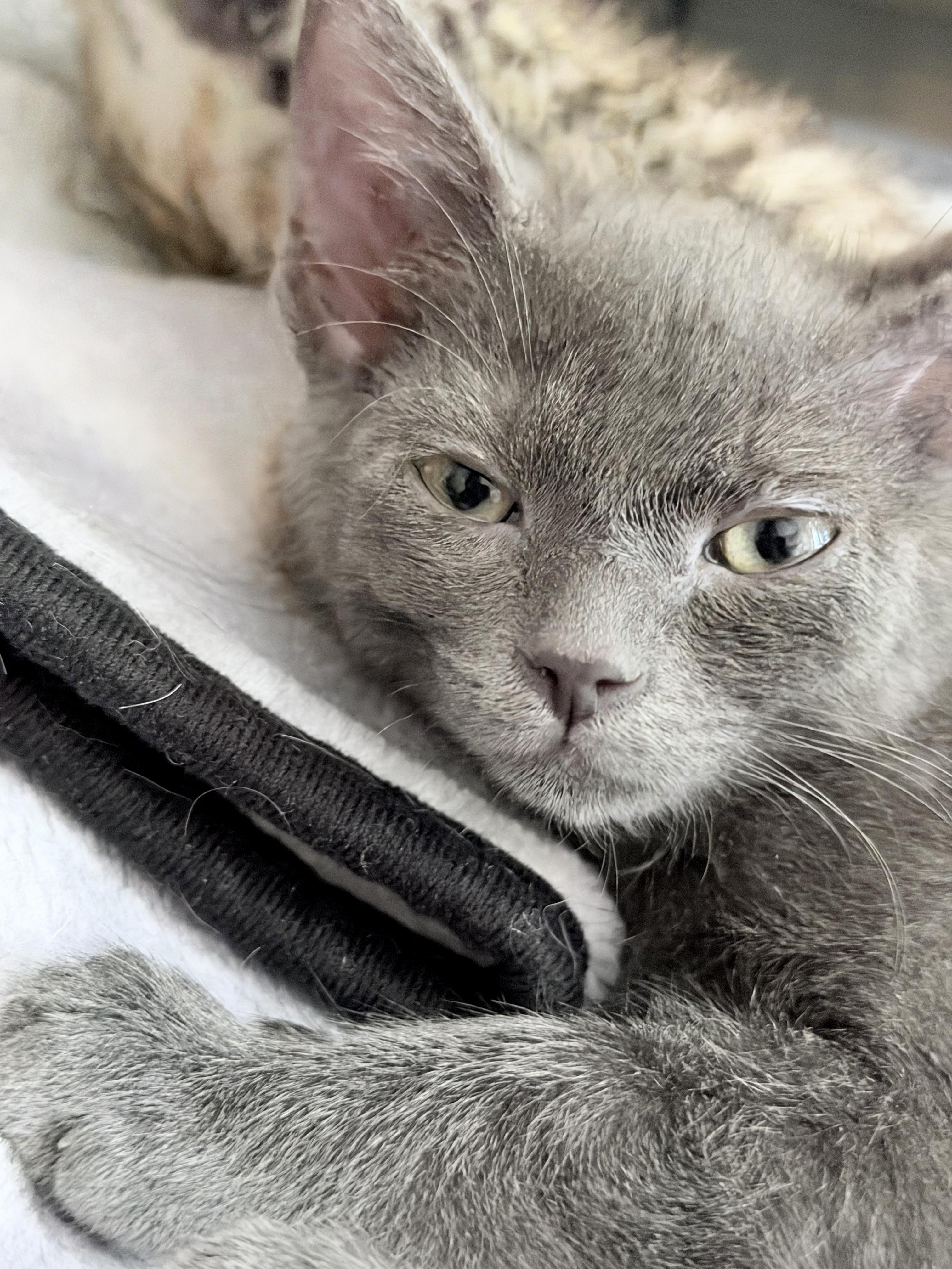 Enlarge Sissy, a Adoptable mixed breed in Lake Monroe, FL image 3/5