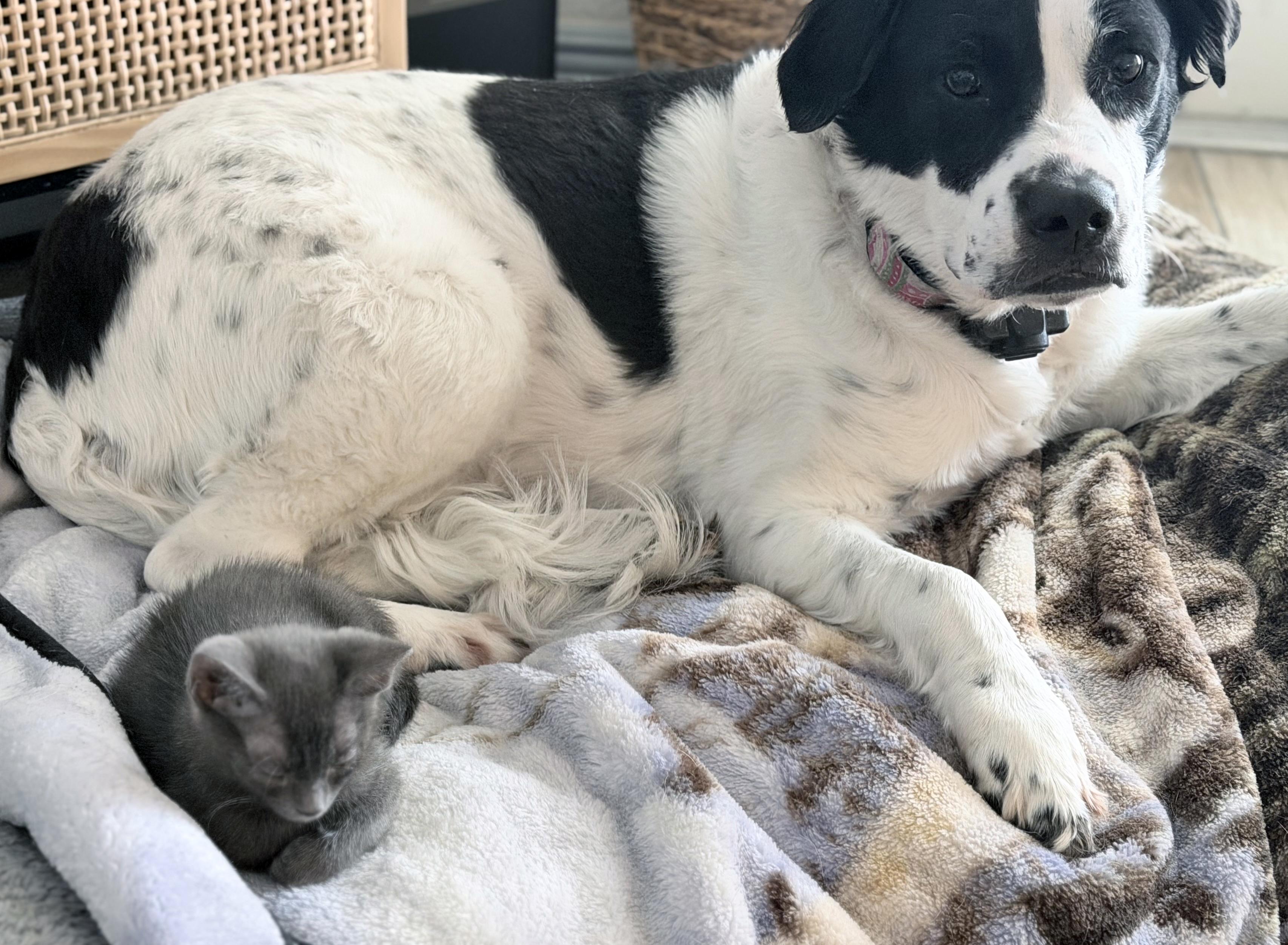 Sissy, a Adoptable mixed breed in Lake Monroe, FL image 5/5