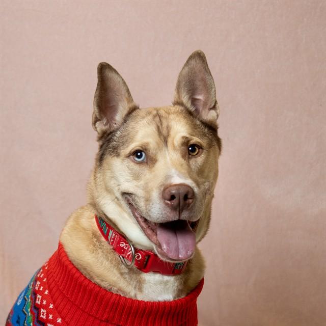 Enlarge KAI, a Adoptable mixed breed in Ames, IA image 1/1