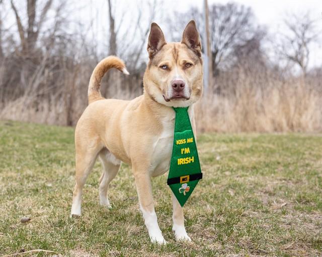 Enlarge KAI, a Adoptable mixed breed in Ames, IA image 1/1