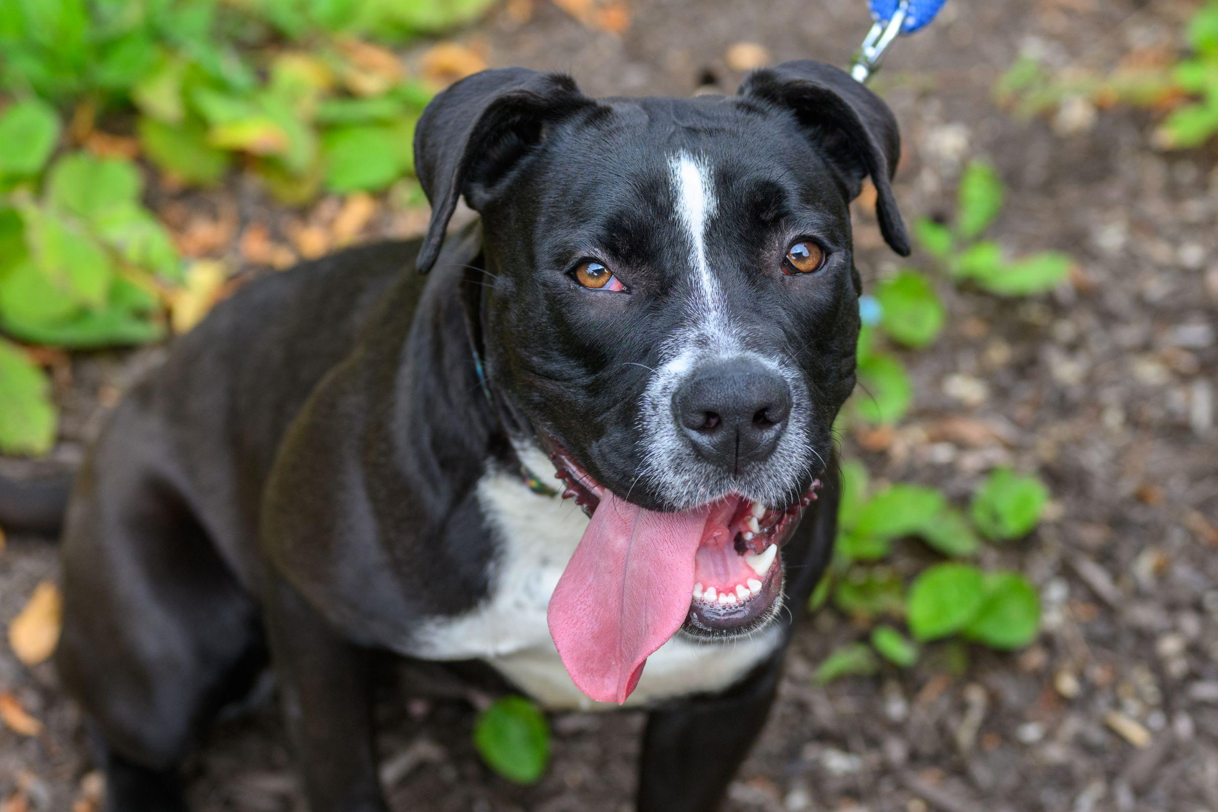 WINNI, Adoptable, Adult Female Pit Bull Terrier & Boxer.