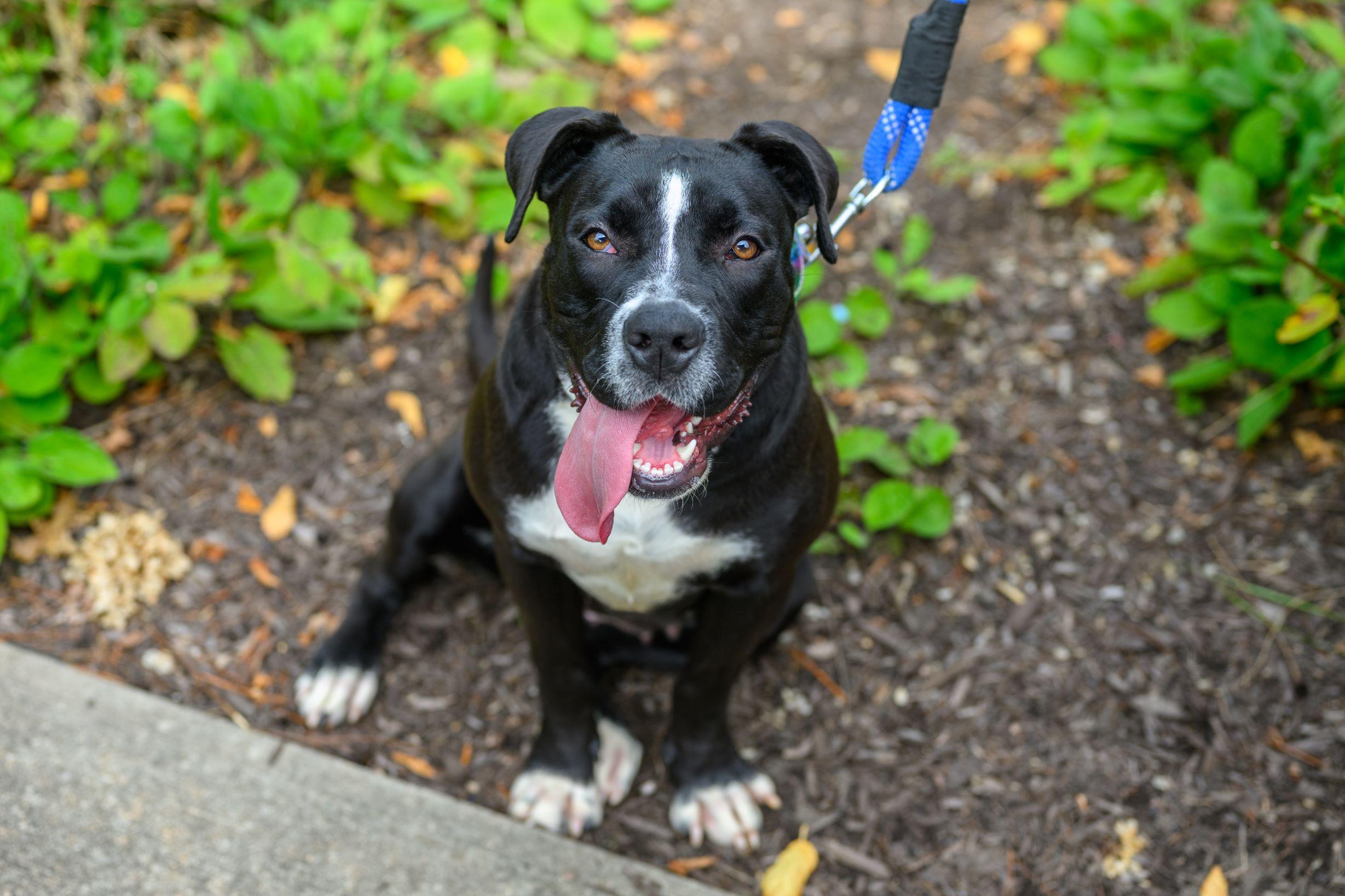 Enlarge WINNI, a Adoptable mixed breed in Hamilton, NJ image 2/6