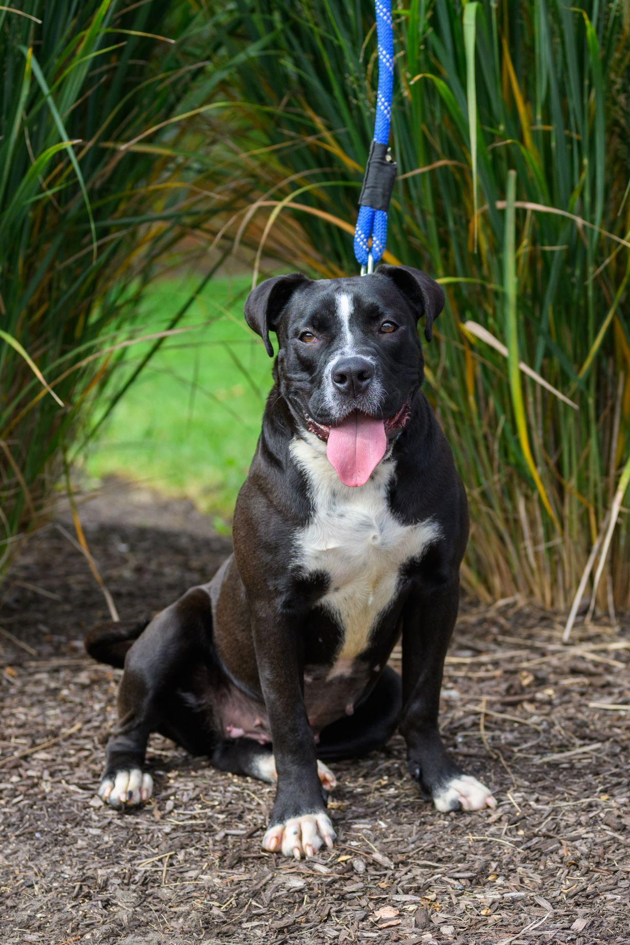 Enlarge WINNI, a Adoptable mixed breed in Hamilton, NJ image 3/6