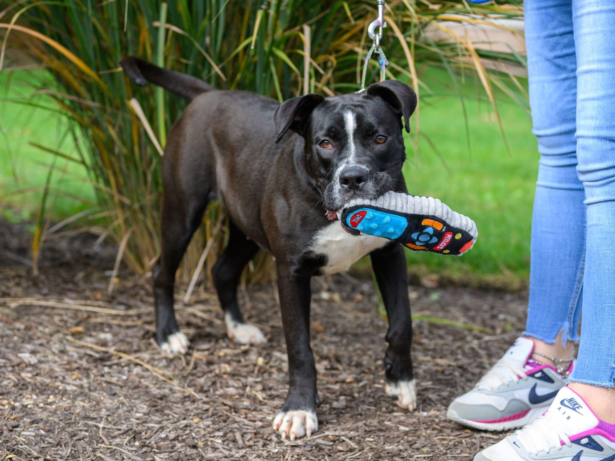 Enlarge WINNI, a Adoptable mixed breed in Hamilton, NJ image 4/6