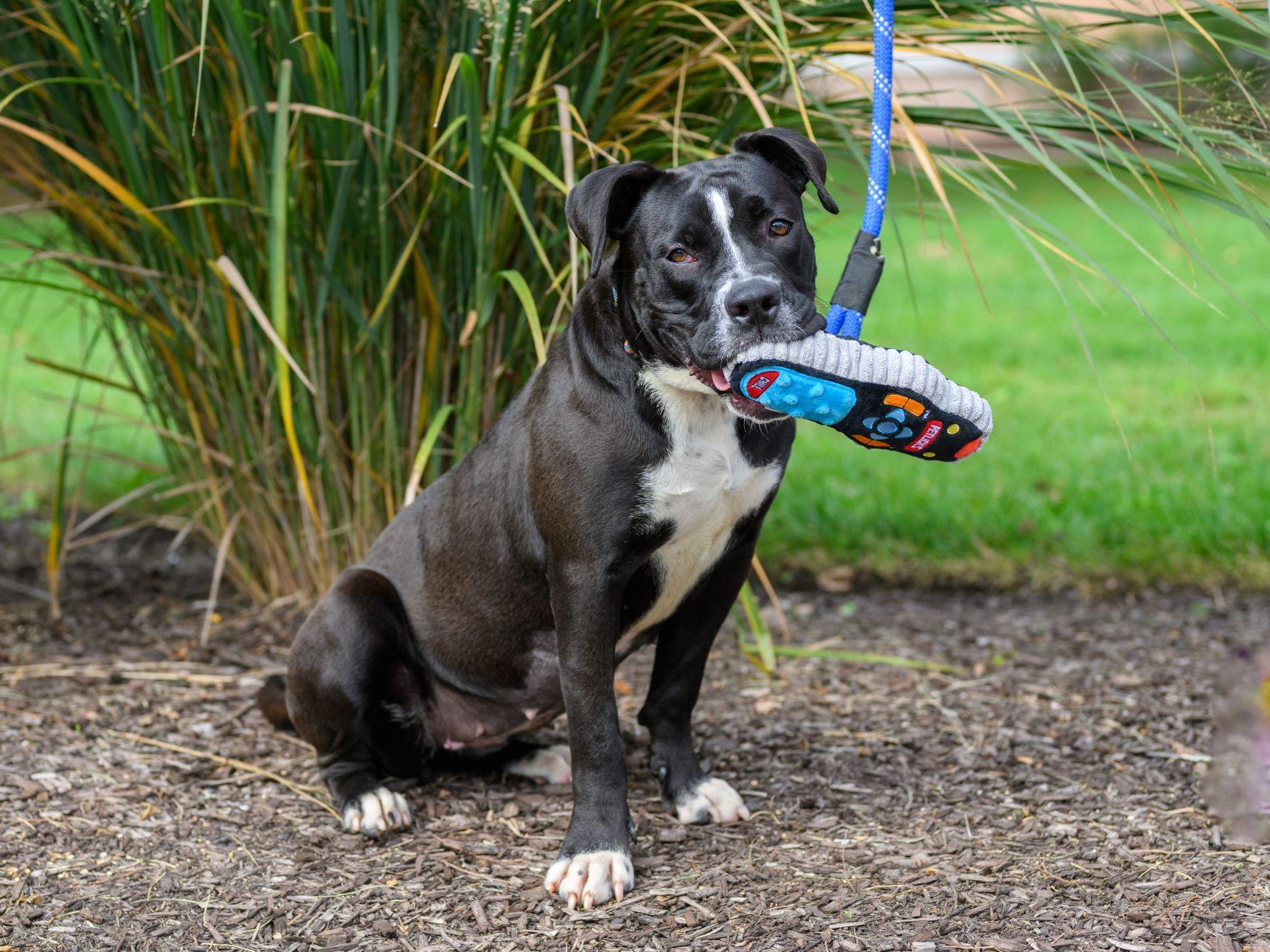 Enlarge WINNI, a Adoptable mixed breed in Hamilton, NJ image 5/6