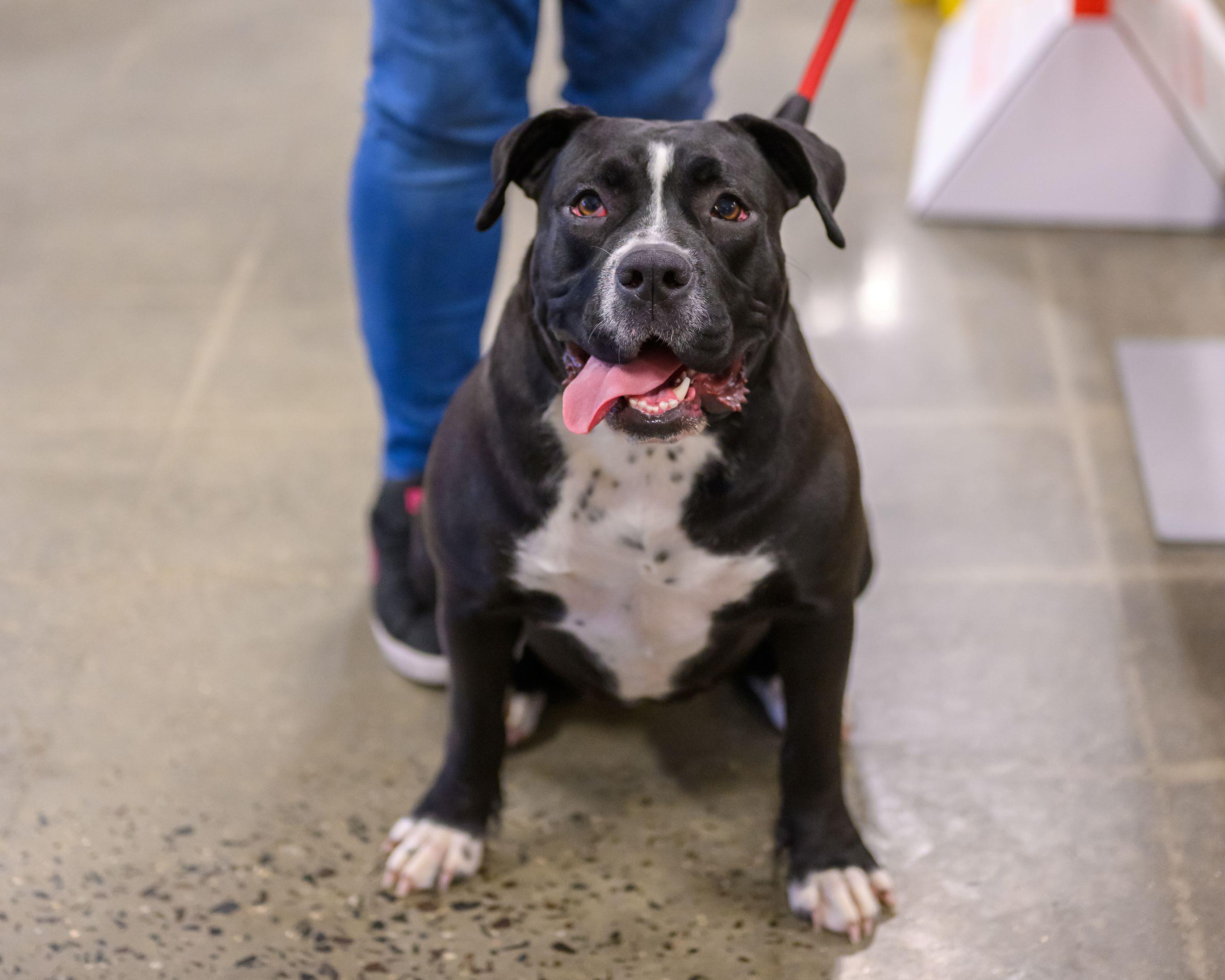 Enlarge WINNI, a Adoptable mixed breed in Hamilton, NJ image 6/6