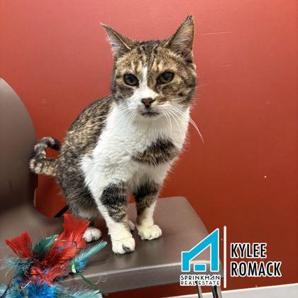 Enlarge Katie, a Adoptable mixed breed in Janesville, WI image 2/3