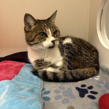 Enlarge Katie, a Adoptable mixed breed in Janesville, WI image 3/3