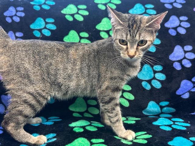 Enlarge Sunshine, a Adoptable Domestic Short Hair in Fairfield, IL image 1/1