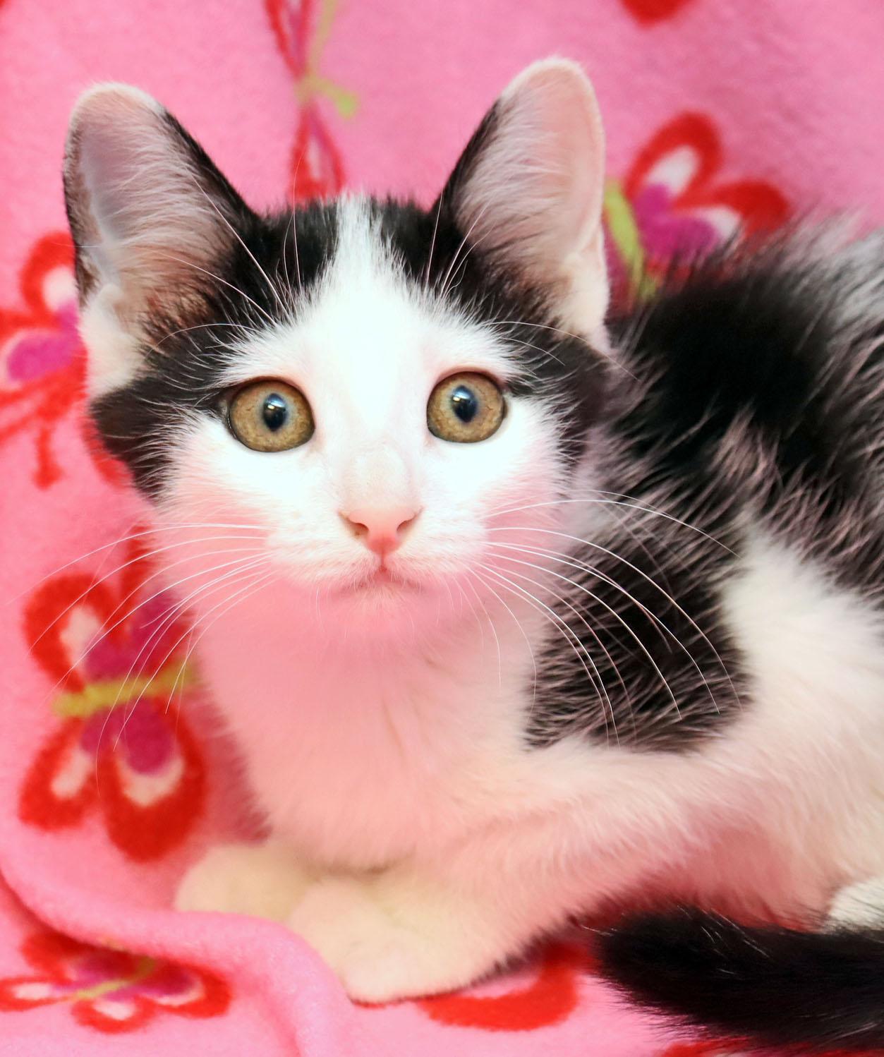 Enlarge Calais, a Adoptable Domestic Short Hair in Tierra Verde, FL image 1/3