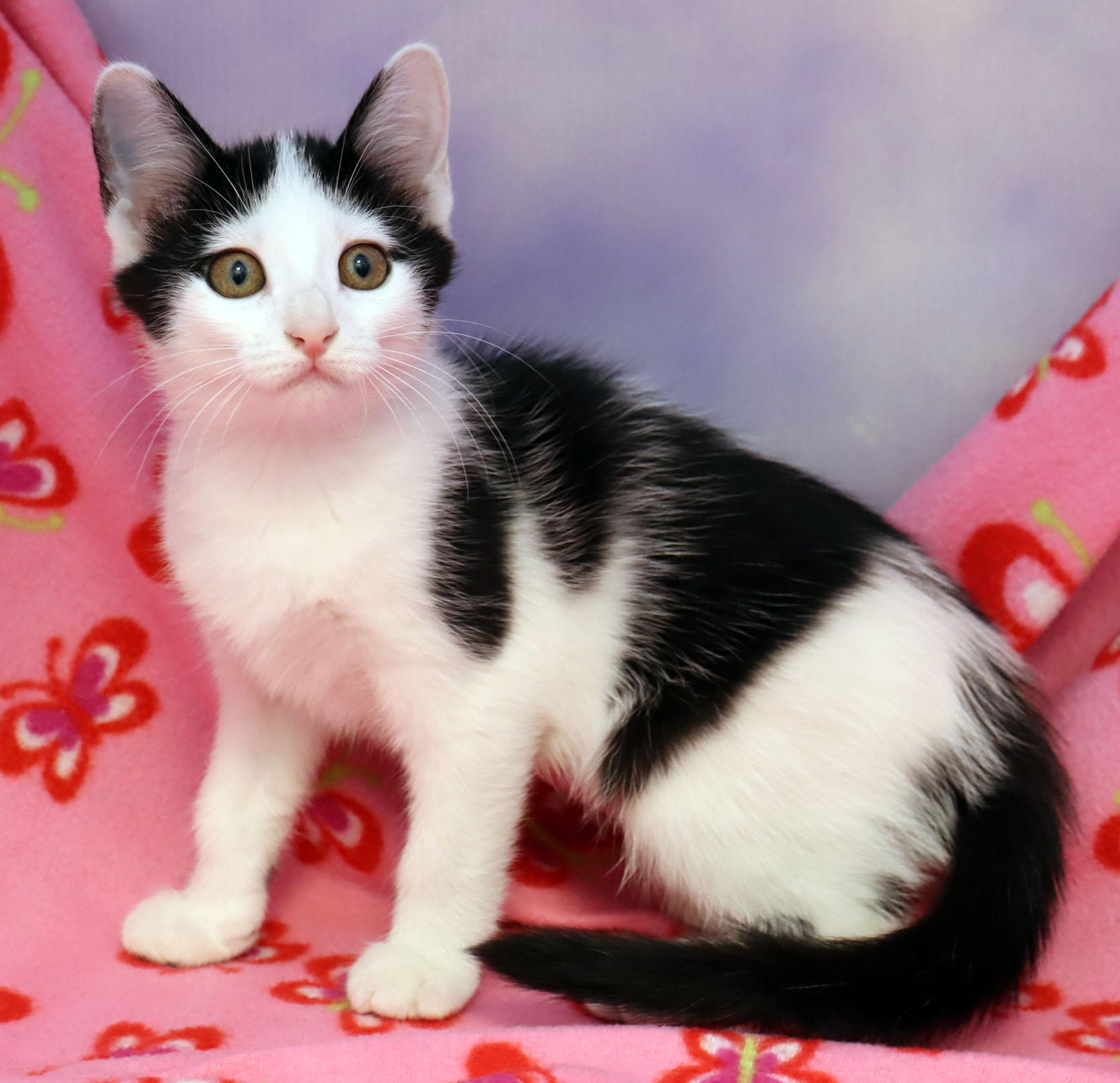 Enlarge Calais, a Adoptable Domestic Short Hair in Tierra Verde, FL image 3/3