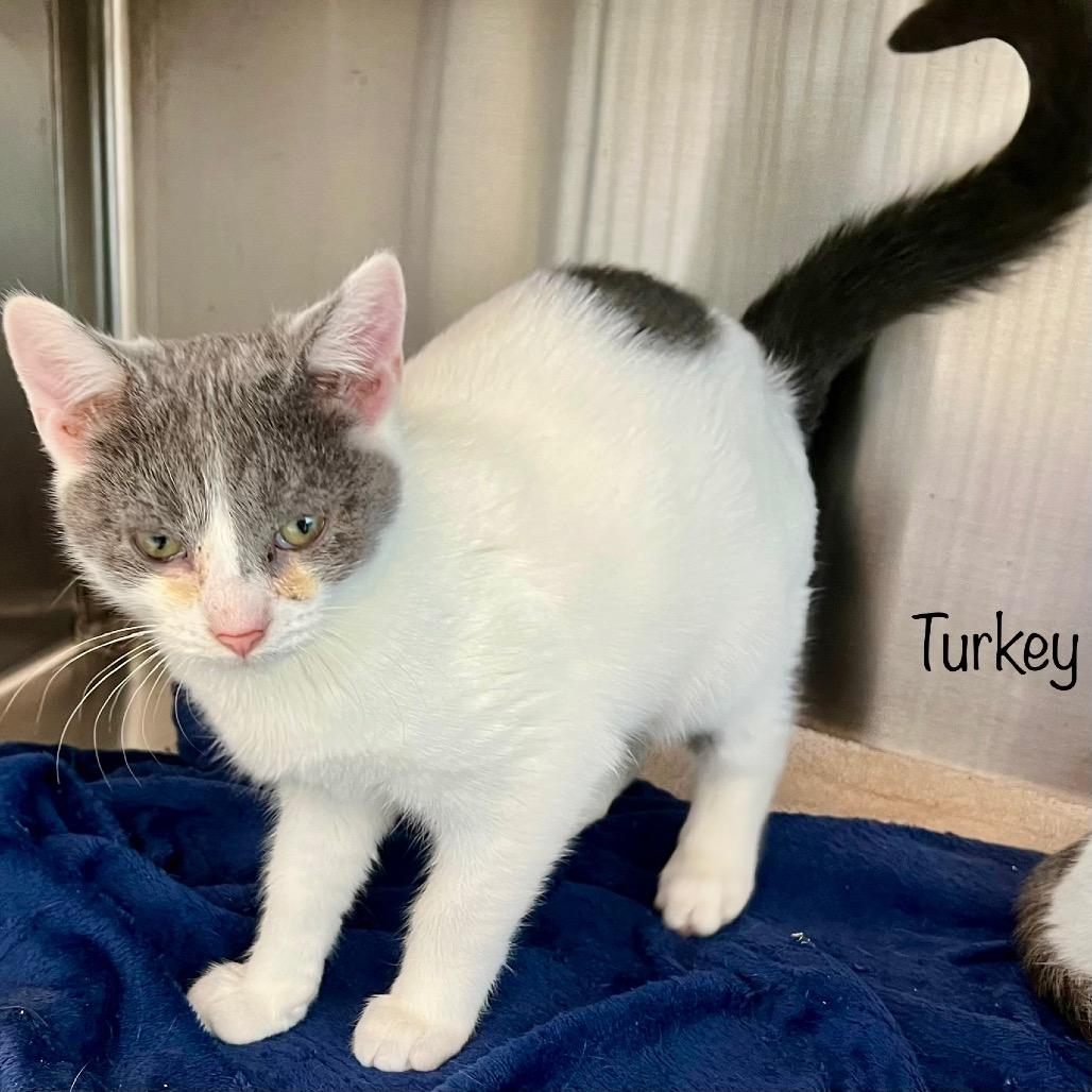 Turkey, a Adoptable mixed breed in Madisonville, TN image 2/4