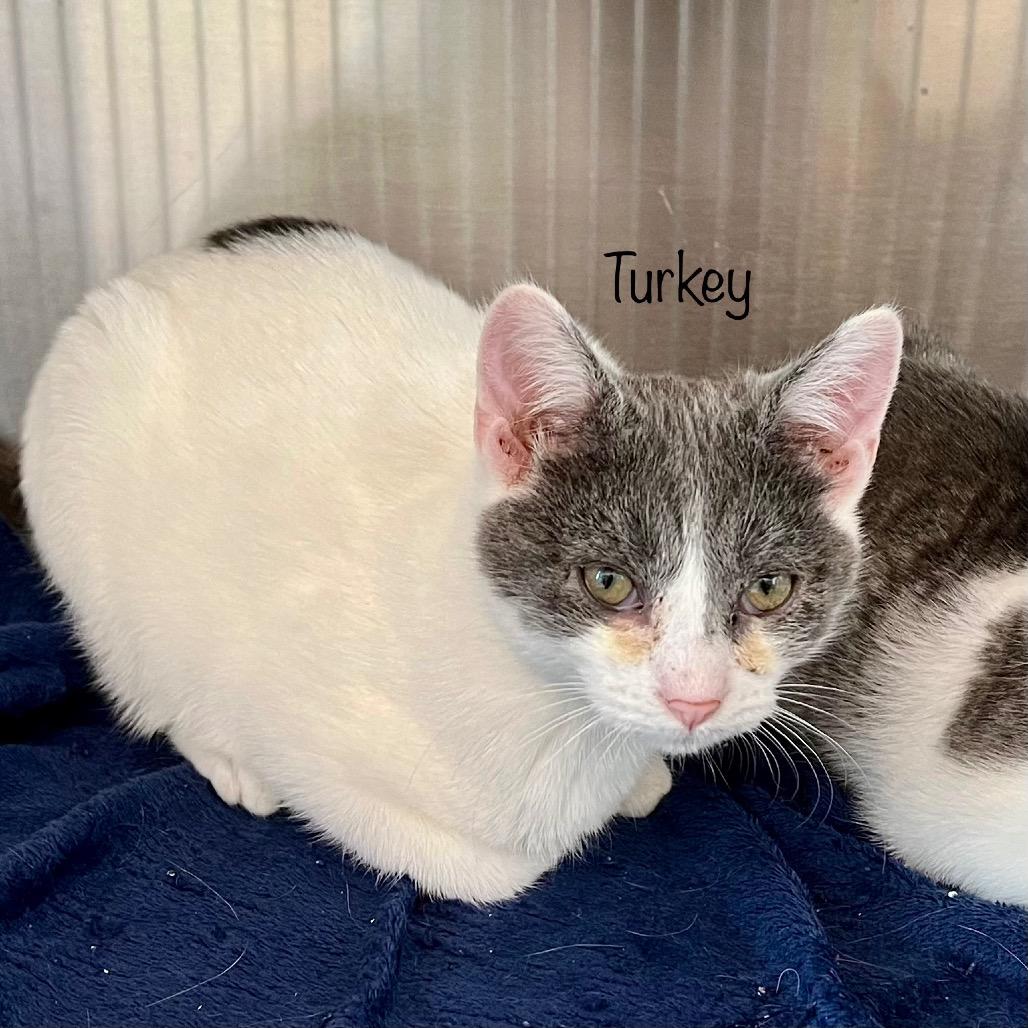 Turkey, a Adoptable mixed breed in Madisonville, TN image 3/4