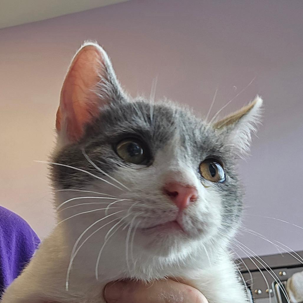 Turkey, a Adoptable mixed breed in Madisonville, TN image 4/4