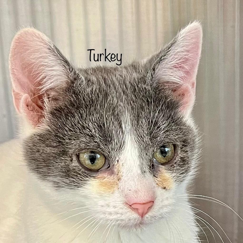 Enlarge Turkey, a Adoptable mixed breed in Madisonville, TN image 2/4