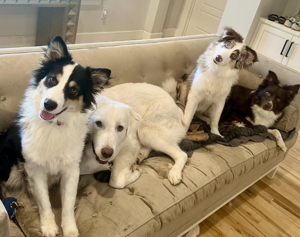 Carolina, Adopted, Young Female Australian Shepherd.