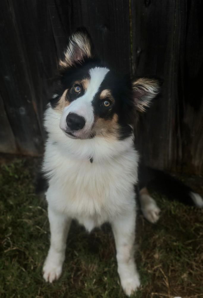 Enlarge Carolina, a Adoptable Australian Shepherd in TULSA, OK image 2/3