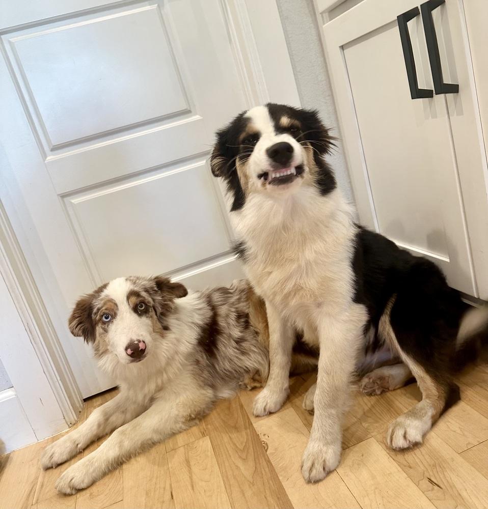 Enlarge Carolina, a Adoptable Australian Shepherd in TULSA, OK image 3/3