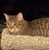 Enlarge Baguette, a Adoptable Domestic Short Hair in Battle Creek, MI image 2/3