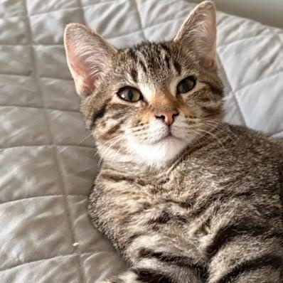 Enlarge Baguette, a Adoptable Domestic Short Hair in Battle Creek, MI image 1/2