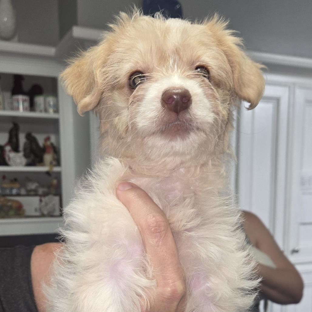 Enlarge Clarrise, a Adoptable mixed breed in Montgomery, TX image 1/1