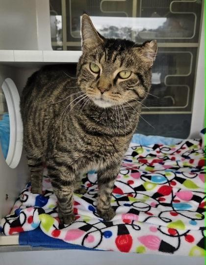 Mystery — thumbnail 2