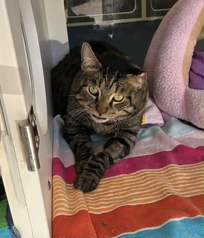 Mystery — thumbnail 3