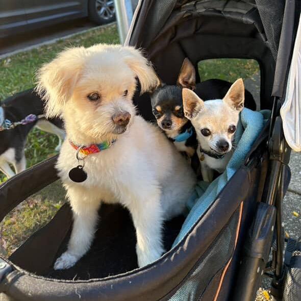 Enlarge Blinky, a Adoptable mixed breed in Northbrook, IL image 1/6