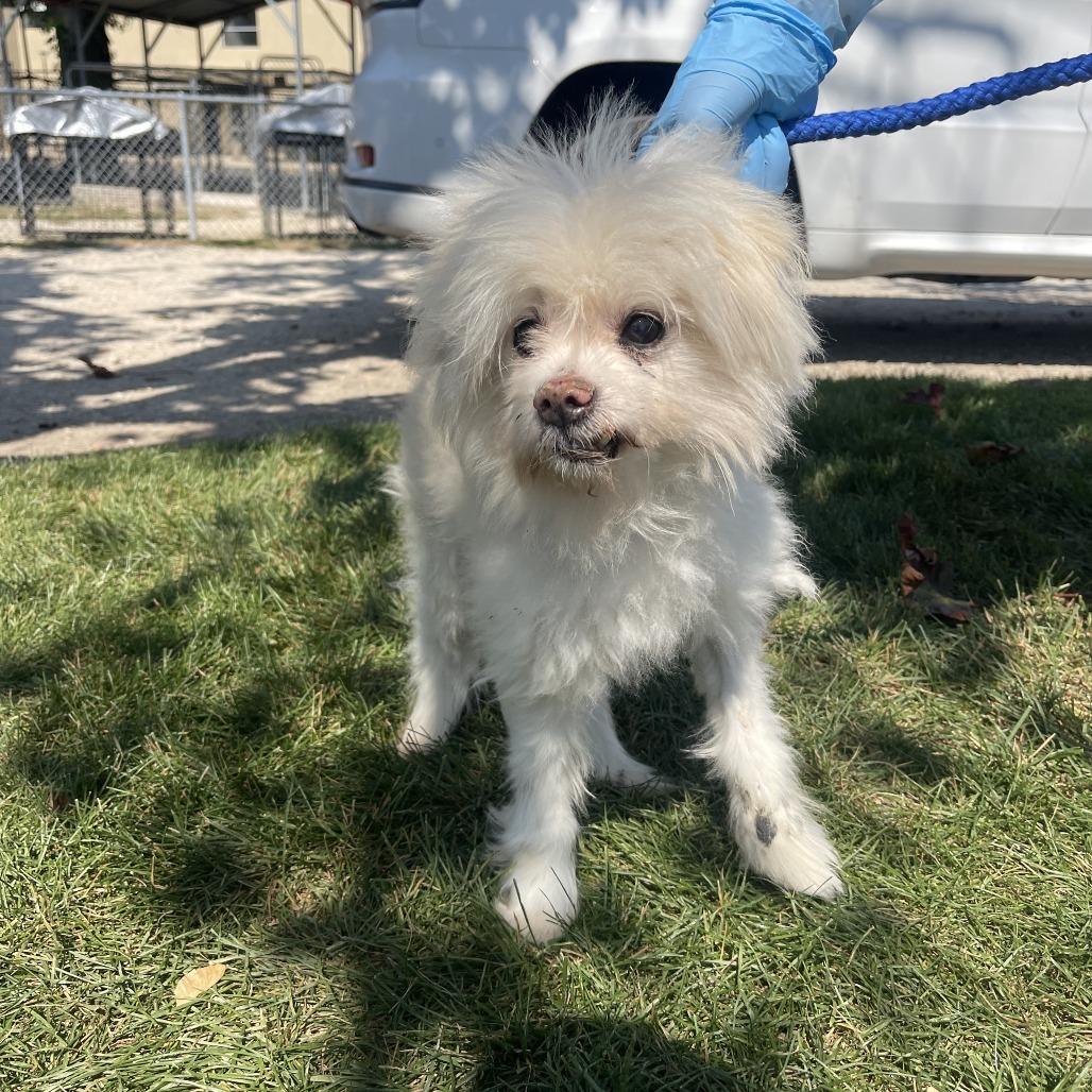 Enlarge Blinky, a Adoptable mixed breed in Northbrook, IL image 2/6