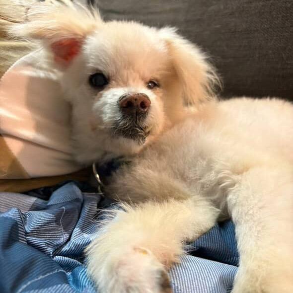 Enlarge Blinky, a Adoptable mixed breed in Northbrook, IL image 3/6