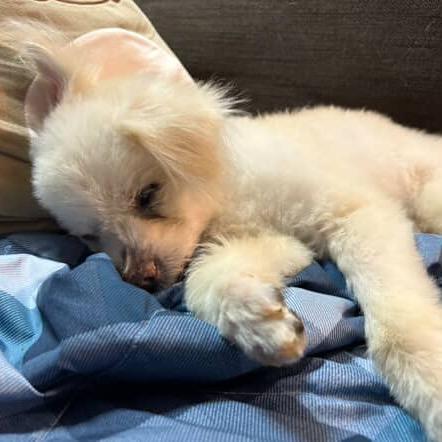 Enlarge Blinky, a Adoptable mixed breed in Northbrook, IL image 4/6