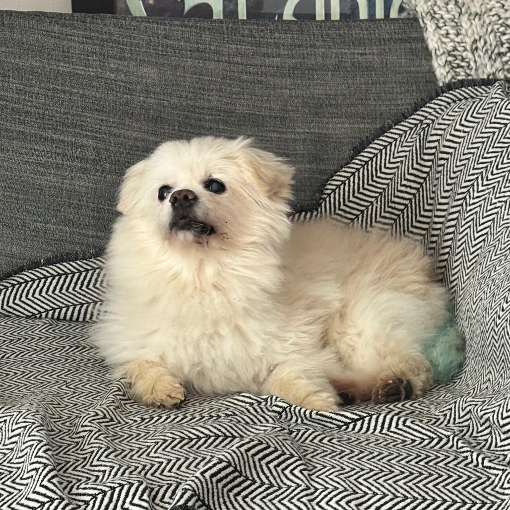 Enlarge Blinky, a Adoptable mixed breed in Northbrook, IL image 5/6