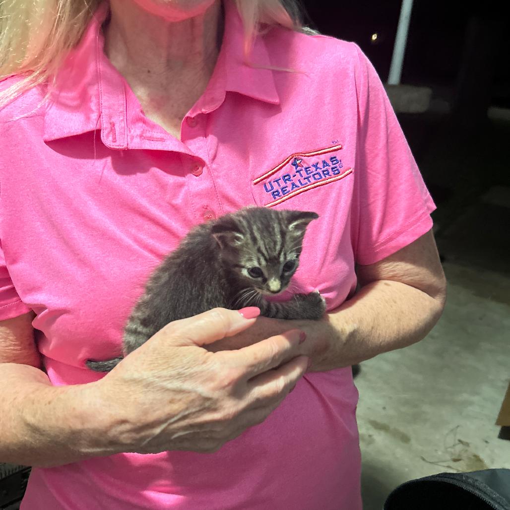 Aria, Adoptable, Kitten Female Domestic Medium Hair.