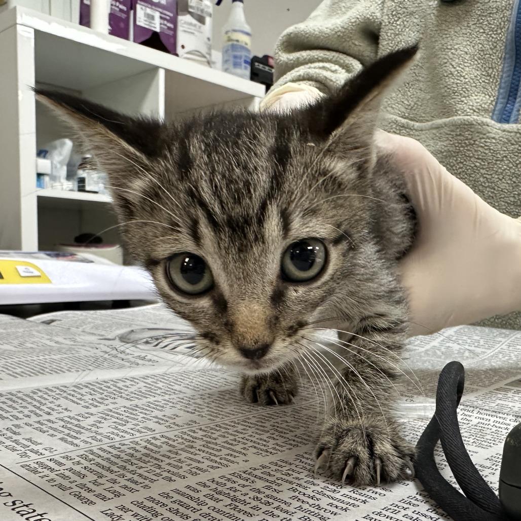 Enlarge Aria, a Adoptable Domestic Medium Hair in Bentonville, AR image 2/6