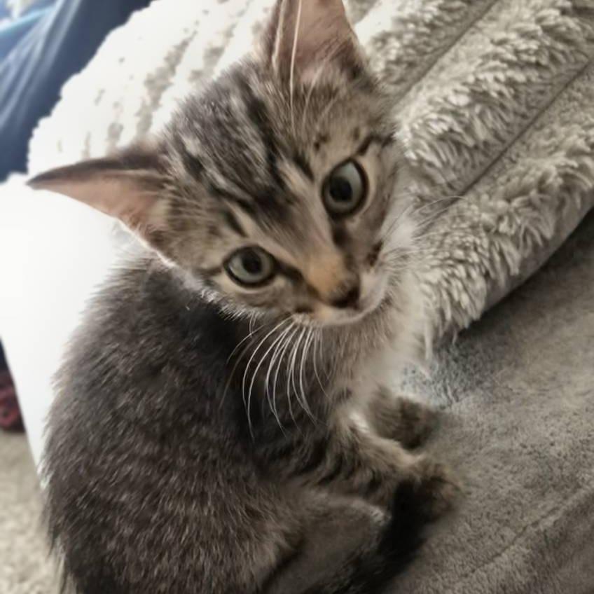 Enlarge Aria, a Adoptable Domestic Medium Hair in Bentonville, AR image 3/6