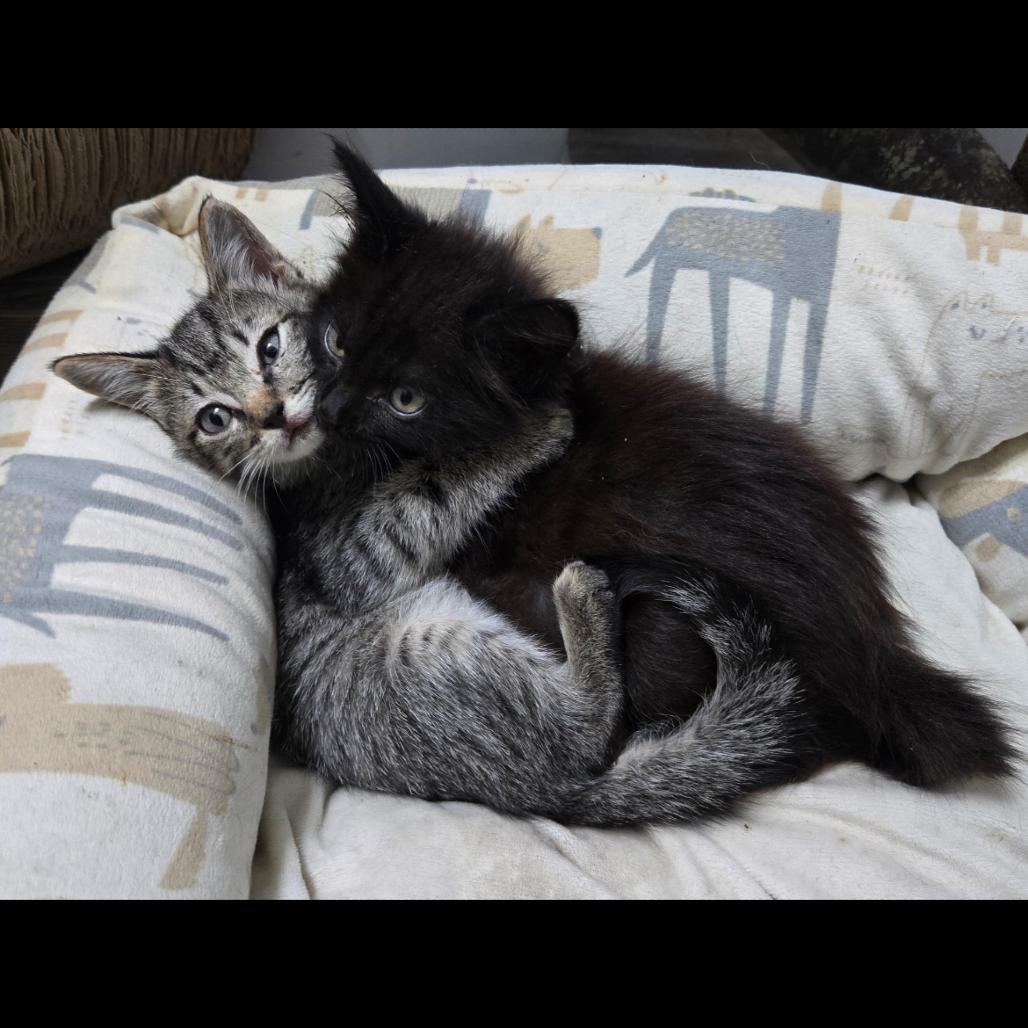 Enlarge Aria, a Adoptable Domestic Medium Hair in Bentonville, AR image 4/6