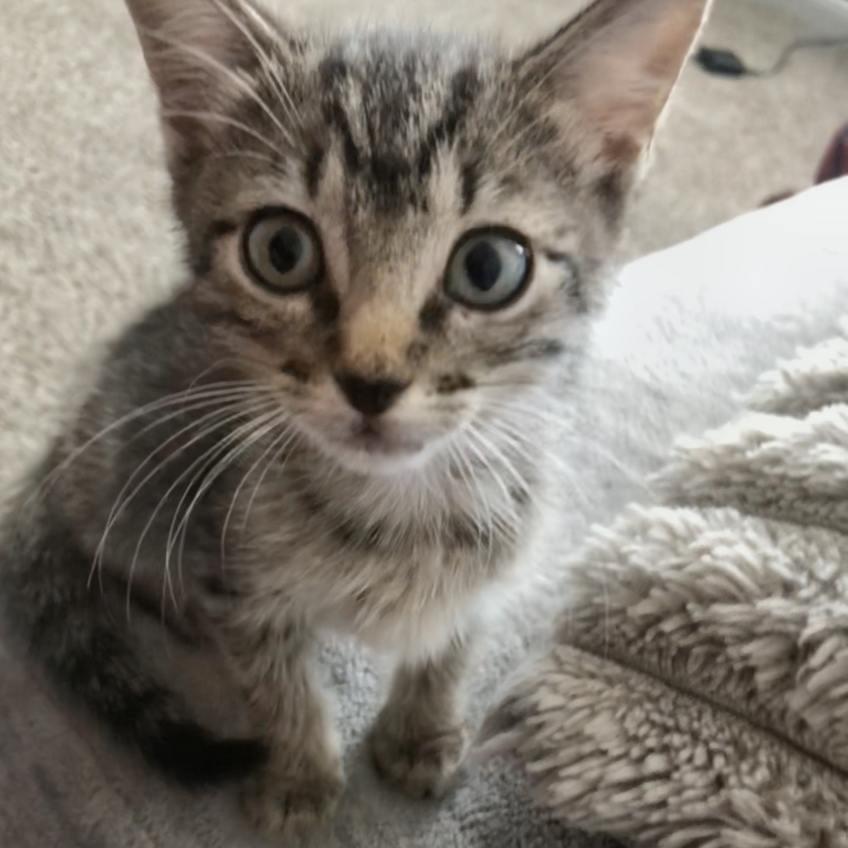 Enlarge Aria, a Adoptable Domestic Medium Hair in Bentonville, AR image 5/6