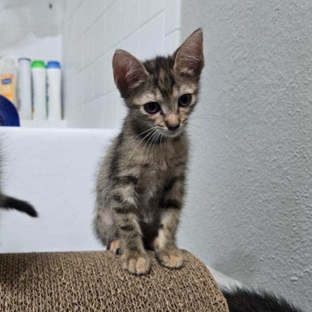 Enlarge Aria, a Adoptable Domestic Medium Hair in Bentonville, AR image 6/6