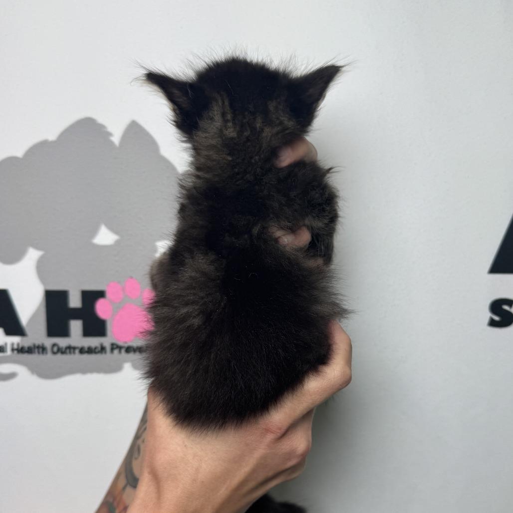 Poppyseed, Adoptable, Kitten Female American Shorthair & Domestic Short Hair.
