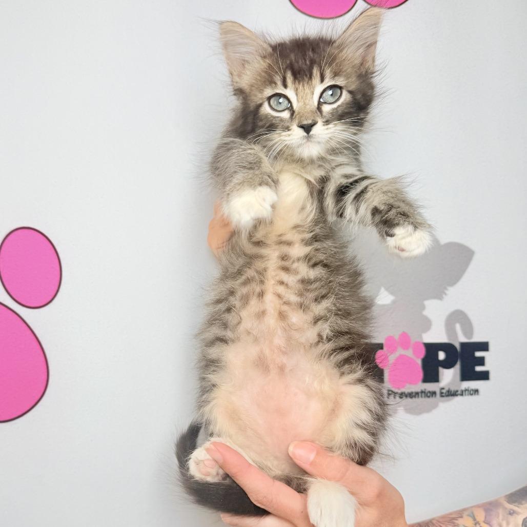 Enlarge Poppyseed, a Adoptable mixed breed in Milton, FL image 2/6