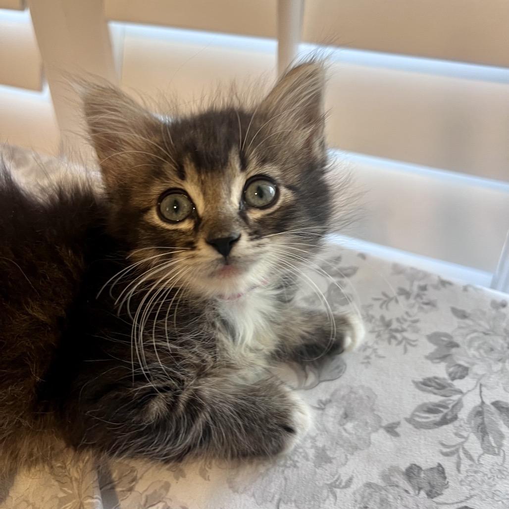 Enlarge Poppyseed, a Adoptable mixed breed in Milton, FL image 3/6